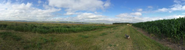 Panoramic - River Vinny Fields